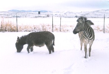 Chester and his buddy 'Lil Bit play in the snow