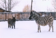 Chester the Zebra with 'Lil Bit the donkey
