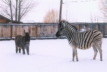 Chester the Zebra with 'Lil Bit the donkey