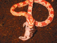 twisty meal