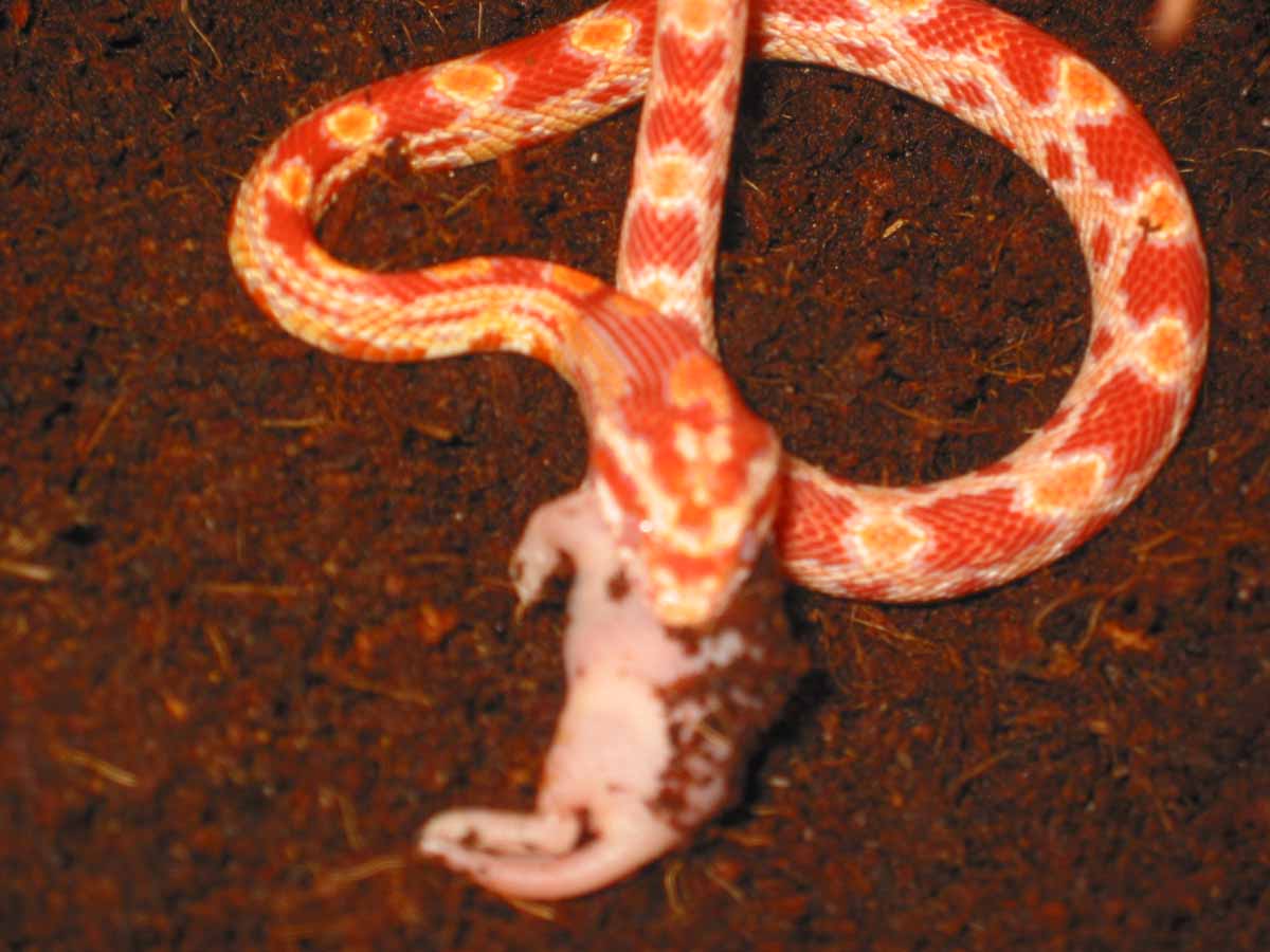 twisty meal