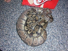 Female encircling male.