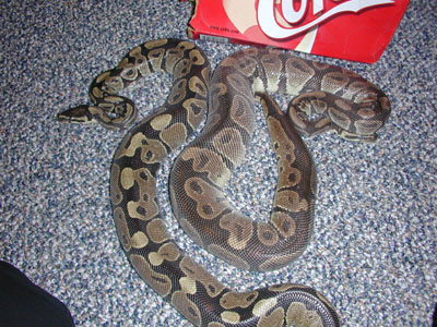 Mahogony and Ebony