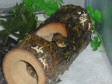 Laguna, my darling hydrodynastes gigas