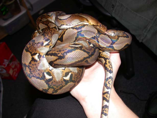 Seraph, the shitting Python