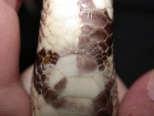 Unsexable ball python