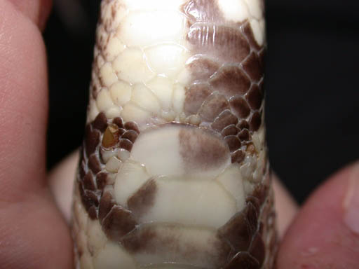 Unsexable ball python