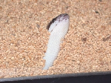 Moo - Anerythristic Kenyan Sand Boa