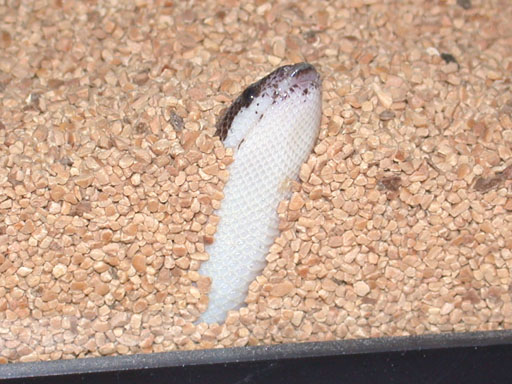 Moo - Anerythristic Kenyan Sand Boa