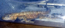 Frontal image of Unknown Lizard