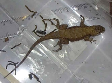 Overhead  image of Unknown Lizard