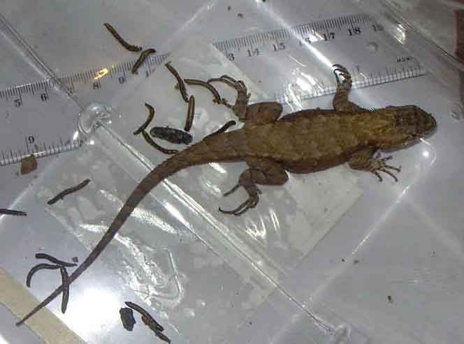Overhead  image of Unknown Lizard