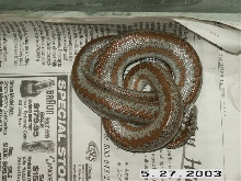 rosymale