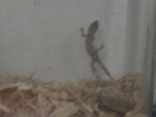 Gecko?