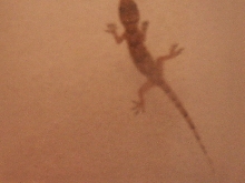 gecko?2