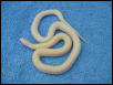Female albino banana cal king from Don Shores stock 2001 clutch