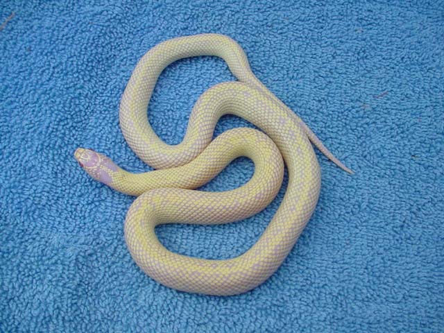 Female albino banana cal king from Don Shores stock 2001 clutch