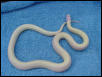 Male albino banana  cal king from Don Shores stock 2001 clutch