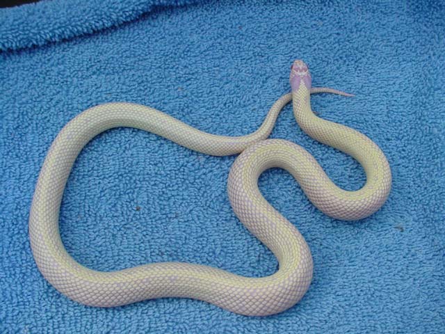 Male albino banana  cal king from Don Shores stock 2001 clutch