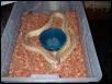 Lampropeltis getula floridana adult male