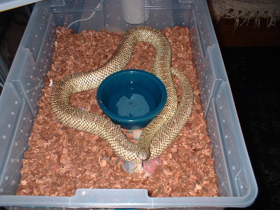 Lampropeltis getula floridana adult male