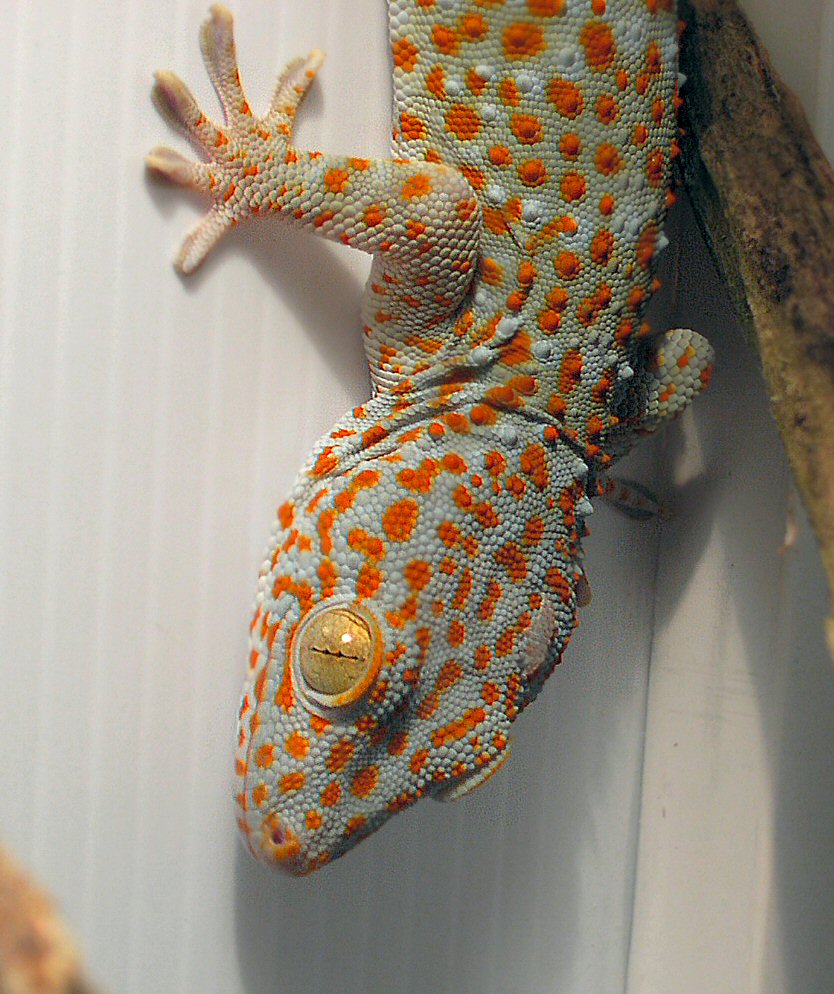 Tokay #2