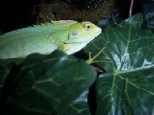 unk liz
