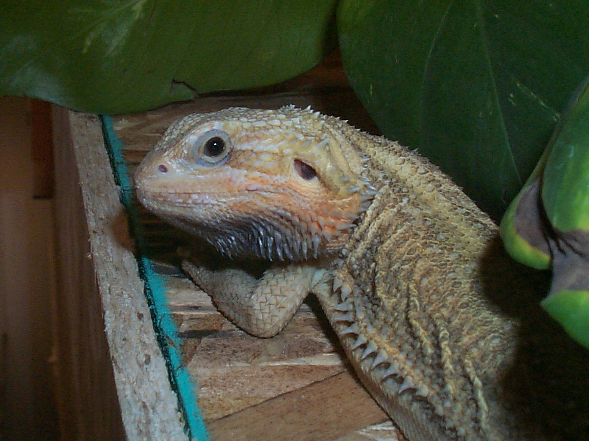 Black Eyed Beauty