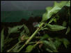 Neonate Plumed Basilisk