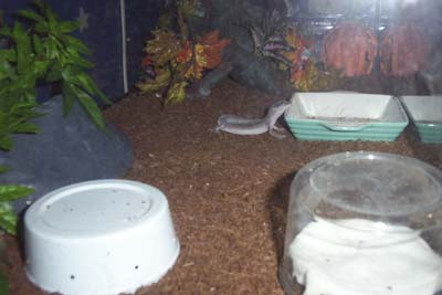 to eat or too sleep?