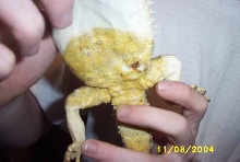 yellow fungus?