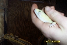 sik