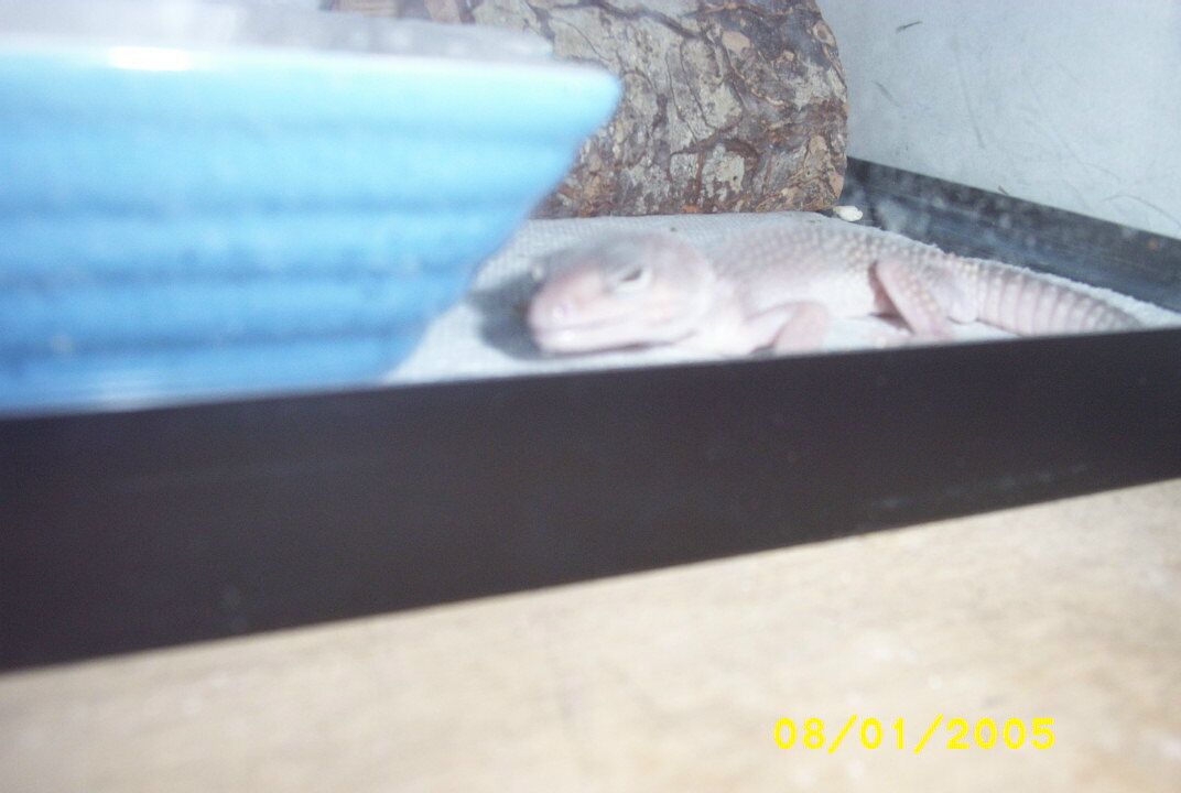 spegle sik
