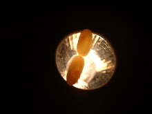 eggs that were just laid