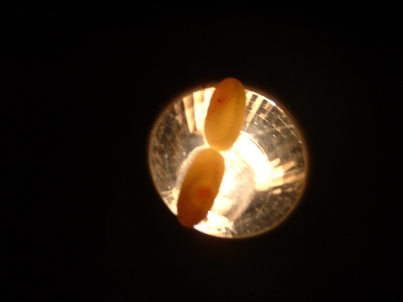 eggs that were just laid