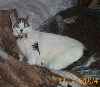Countess on her Royal Bed...
