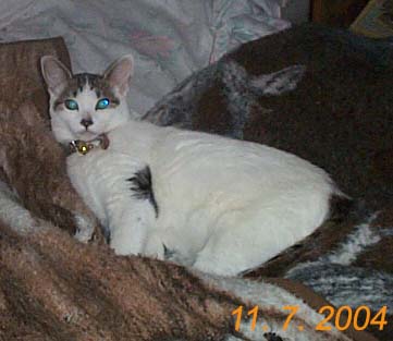 Countess on her Royal Bed...