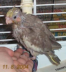 Spookie Learns to Perch - 3 weeks old