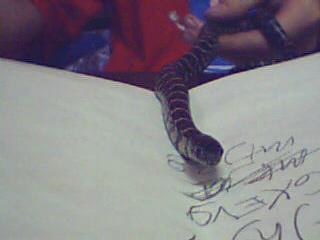 female E. king