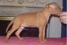 Cirneco Clio