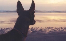 Brutus at Sunset