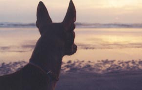 Brutus at Sunset