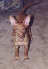 Deja