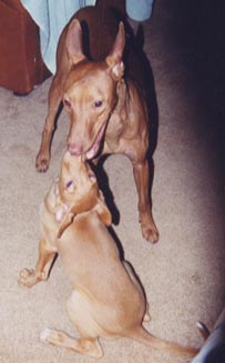 Brutus and Deja Kissing