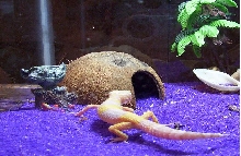 '04 Albino Leopard Gecko
