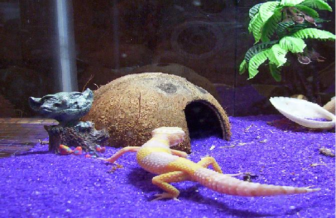 '04 Albino Leopard Gecko