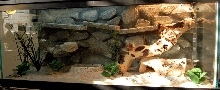 New Collared Tank - October 2007