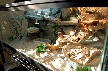 New Collared Tank - October 2007