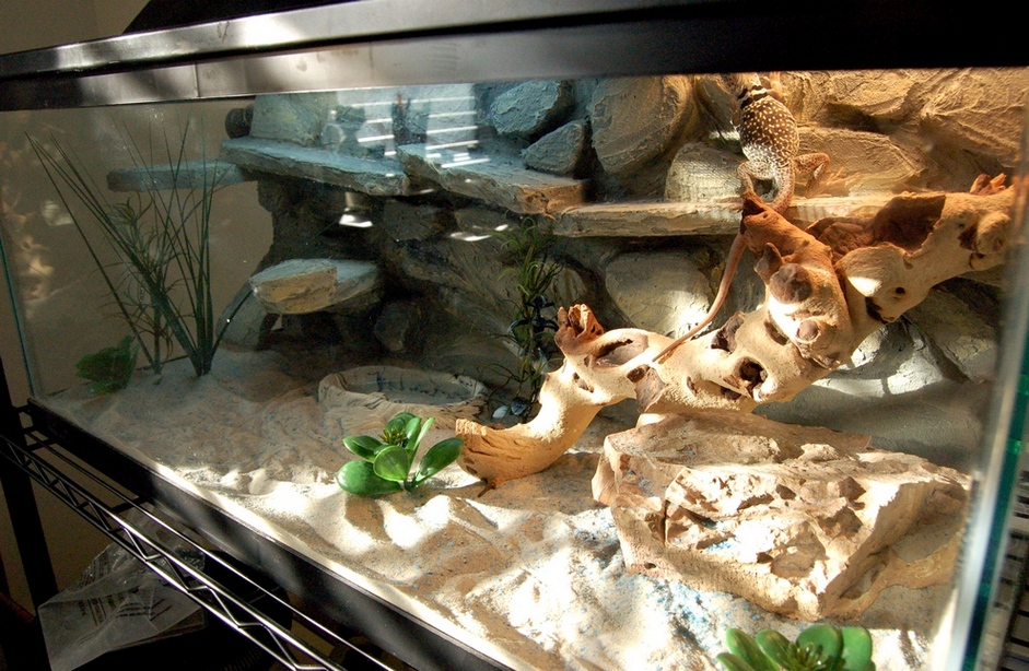 New Collared Tank - October 2007