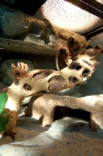 New Collared Tank - October 2007